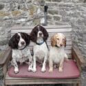 Dogs are more than welcome to stay at Laverock in Co Durham