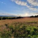 Dogs will love running around the fields
