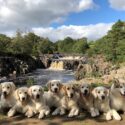 Dogs are more than welcome at Laverock Holiday Cottages