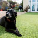 West Wales Holiday Cottages have dog friendly properties in Carmarthenshire, Ceredigion and Pembrokeshire