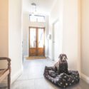 Dog friendly holidays in Carmarthenshire, Ceredigion and Pembrokeshire