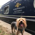 Buster enjoying the narrowboats on the Kennet and Avon canal
