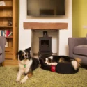 The Cats Bield, Keswick in the Lake District is dog friendly