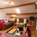 dog friendly holidays