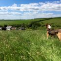 Dittiscombe Holiday Cottages in Devon