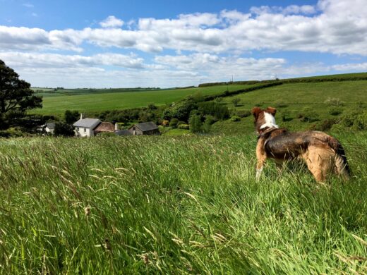 Dittiscombe Holiday Cottages in Devon