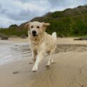 Dittiscombe Holiday Cottages in Devon