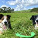 Dittiscombe Holiday Cottages in Devon