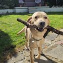 dog friendly holidays