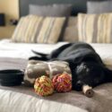dog friendly holidays