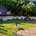 dog friendly holidays