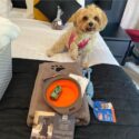 dog friendly holidays