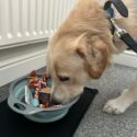 dog friendly holidays