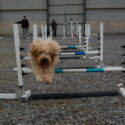 Polean Farm in Cornwall offers dog training