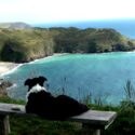 dog friendly holidays