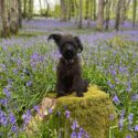 dog friendly holidays